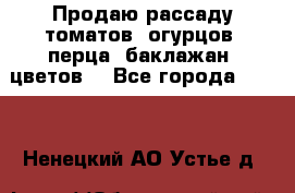 Продаю рассаду томатов, огурцов, перца, баклажан, цветов  - Все города  »    . Ненецкий АО,Устье д.